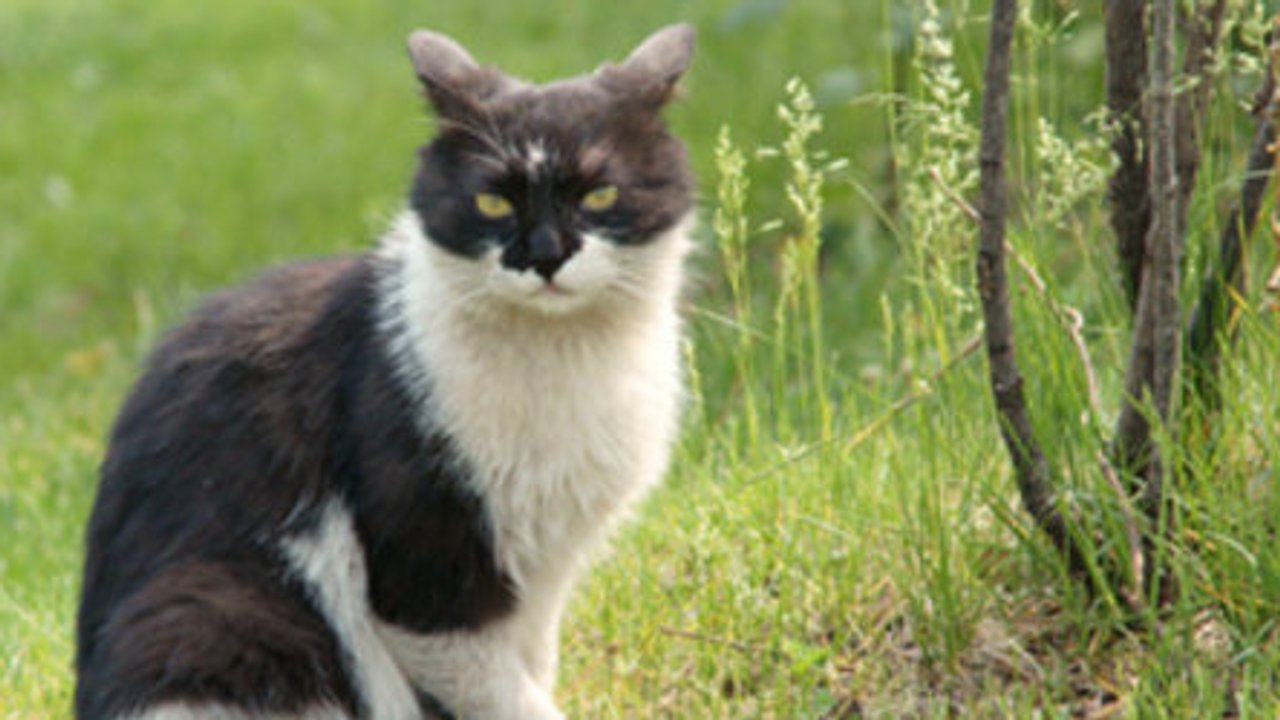 Tiertest Welches Tier bin ich? Teste Dich