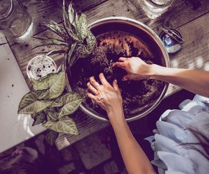 Plötzlich Pilze in der Zimmerpflanze? Das musst du jetzt unbedingt wissen!