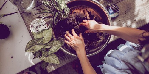 Plötzlich Pilze in der Blumenerde? Das musst du jetzt unbedingt wissen!