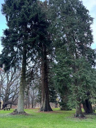 Putbus Schlosspark