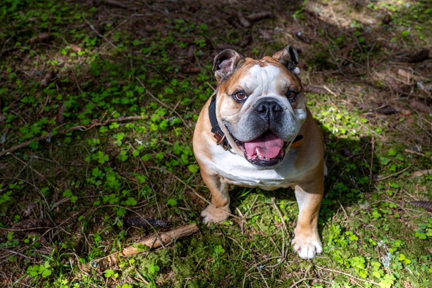 Eine Englische Bulldogge sitzt im Wald und schaut in die Kamera.