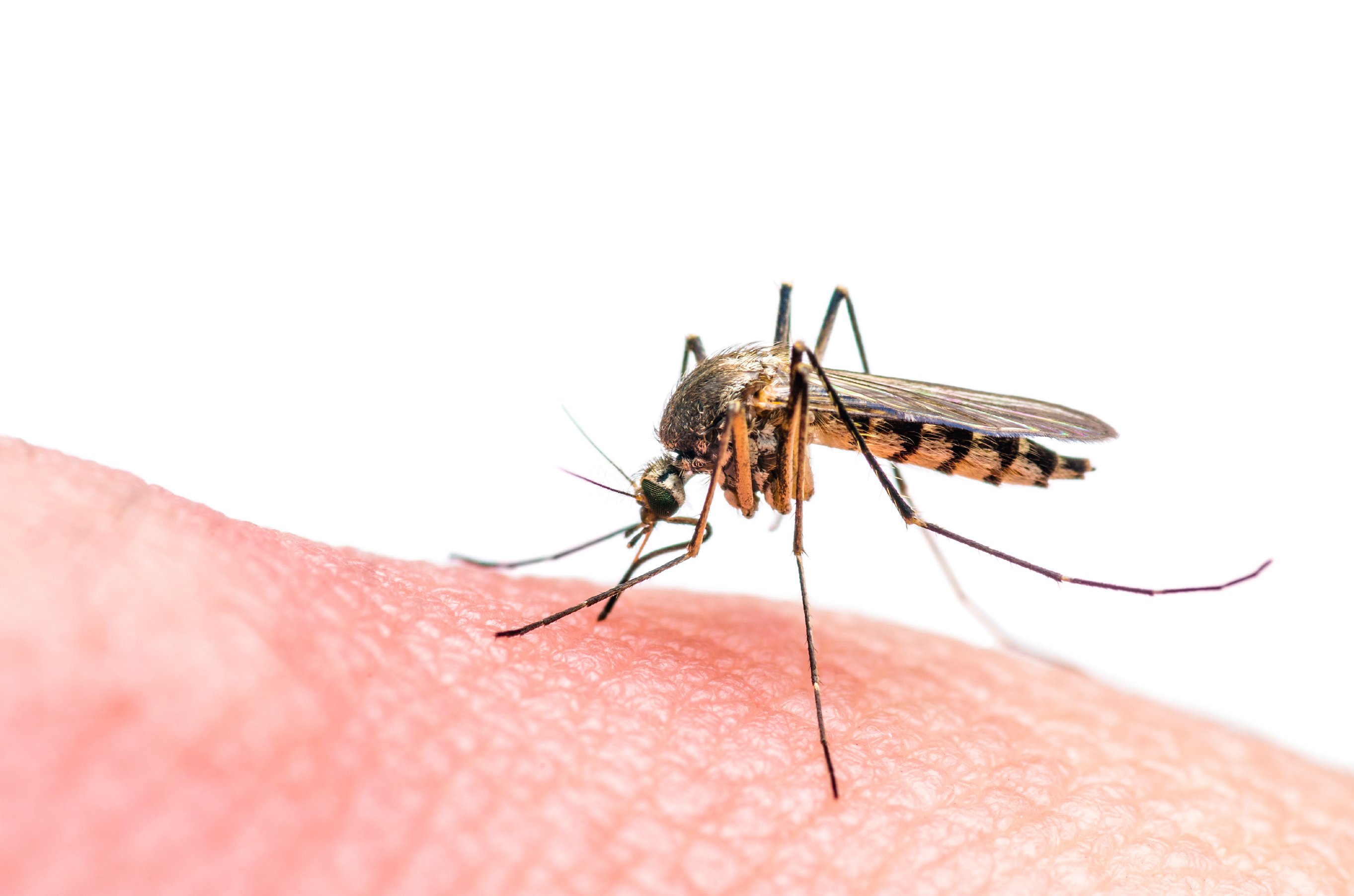 Das Zika-Virus wird von der Tigermücke übertragen.