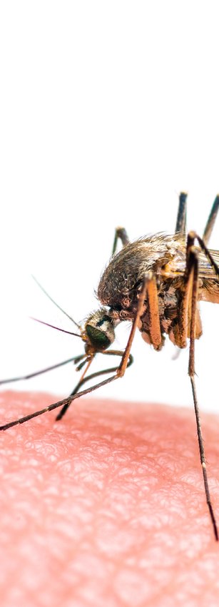Das Zika-Virus wird von der Tigermücke übertragen. Das Zika-Virus wird von der Tigermücke übertragen.