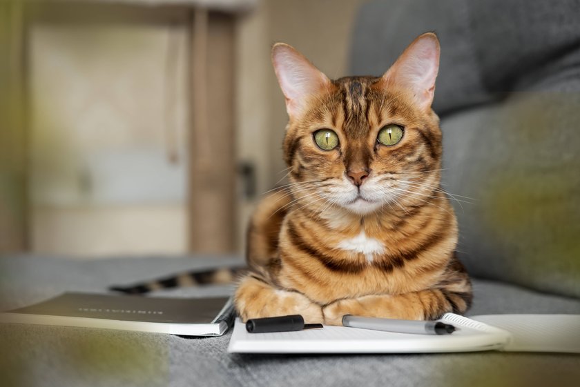 Bengal cat on the sofa with an open notebook or notepad.