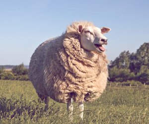 Schafskälte 2022: Das sagt die Bauernregel aus