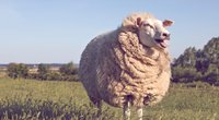 Schafskälte 2022: Das sagt die Bauernregel aus