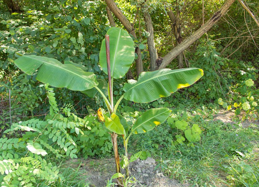 Banana tree musa grows beautiful in the nature.