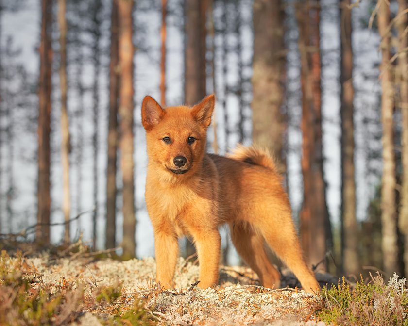 Ein Finnischer Spitz Welpe steht vor einem Wald.