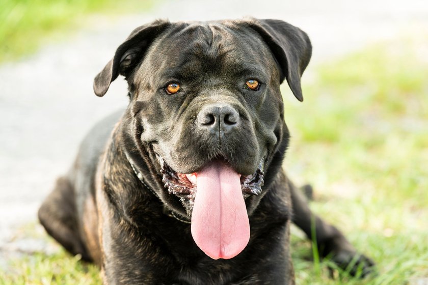 Front view of a lying dog (Cane corso) on a country road