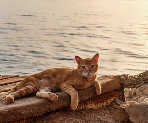 Niedlich, aber besitzergreifend: Diese Katzenrassen sind ziemlich neidisch