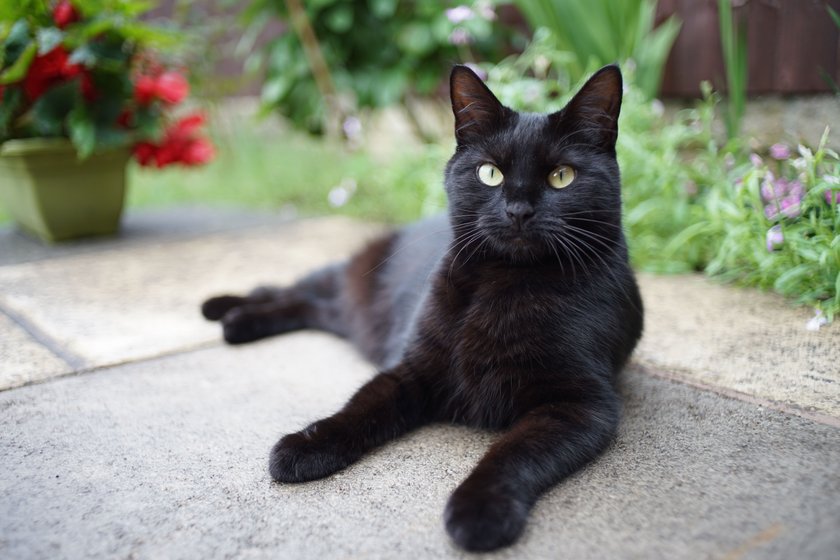 Eine schwarze Bombay Katze sitzt auf den Steinen im Garten.