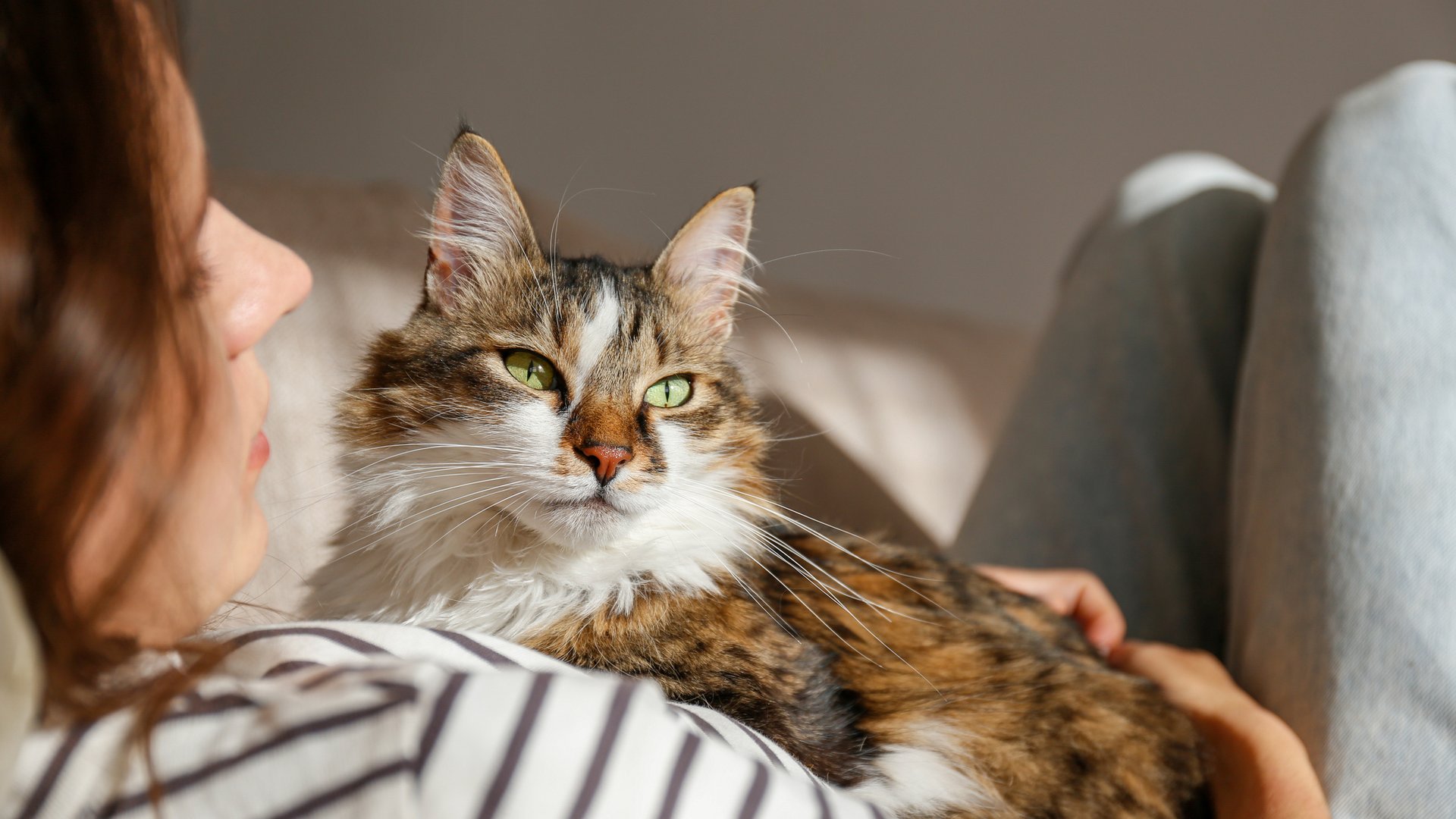 Katze-Wolf-oder-B-r-Welches-Tier-spiegelt-deine-Seele-wirklich-wider-