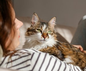 Katze, Wolf oder Bär: Welches Tier spiegelt deine Seele wirklich wider?