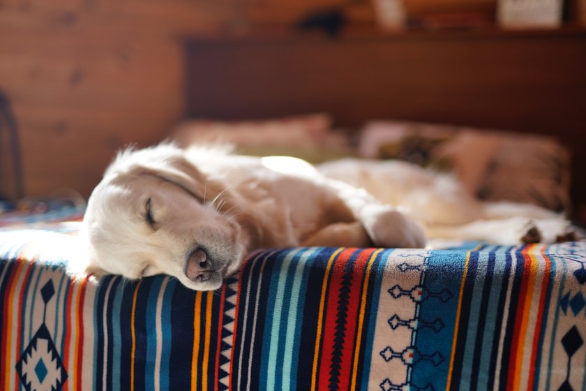 Hunde sind echte Vielschläfer und brauchen ihre Auszeit regelmäßig.