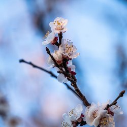 7 bezaubernde Parfums, die wie der Frühling duften