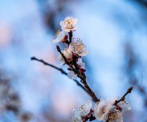 7 bezaubernde Neroli-Parfums, die wie der Frühling duften