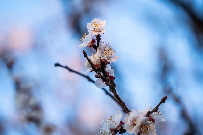 7 bezaubernde Neroli-Parfums, die wie der Frühling duften