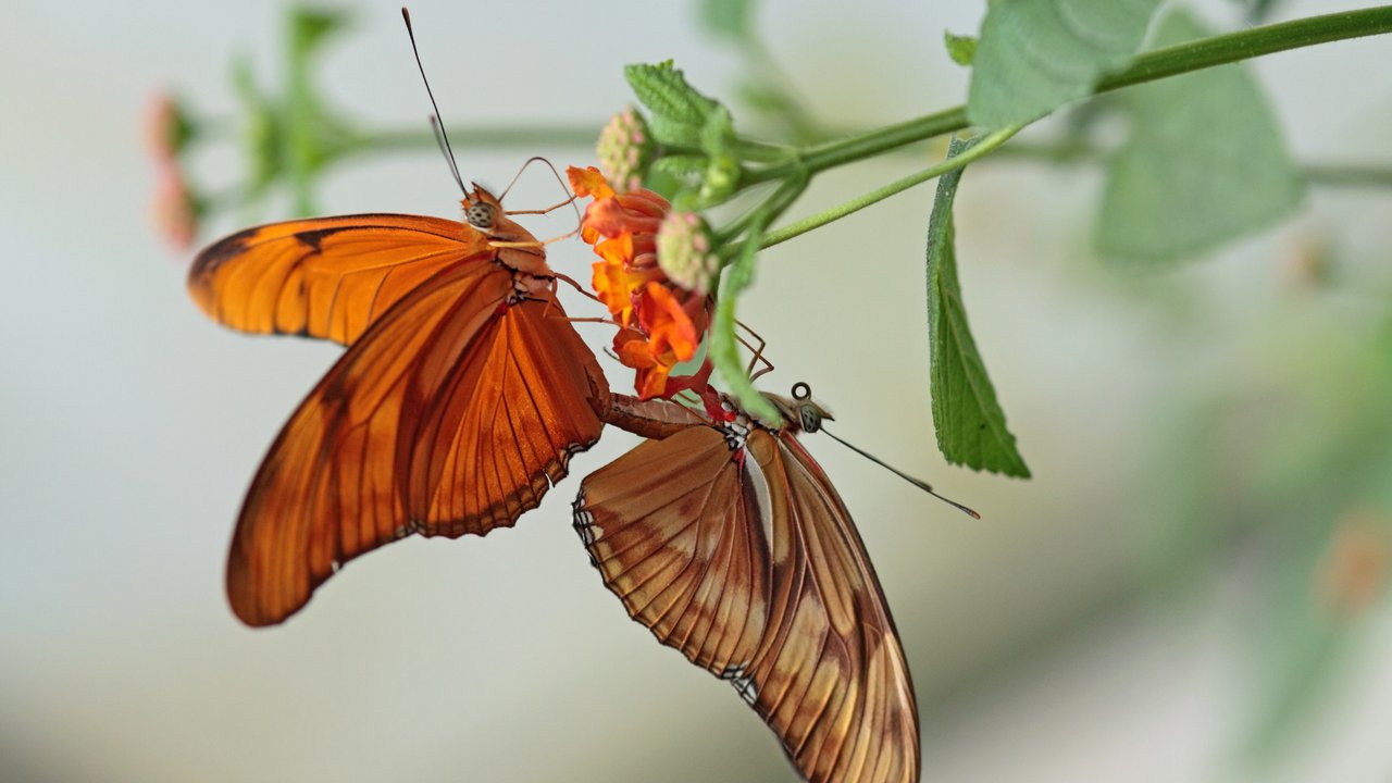 Schmetterlingsstellung