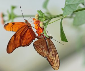 Die Schmetterlingsstellung: So geht sie
