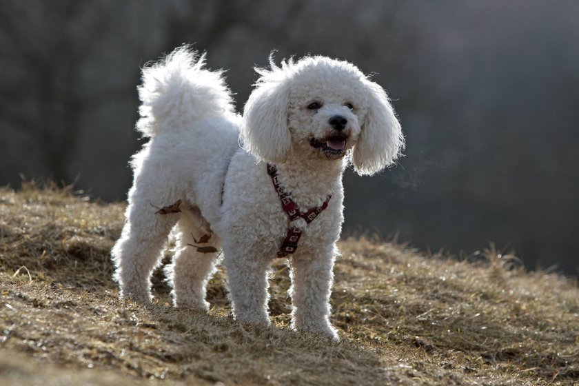 Bichon frisé steht auf einem Feld.