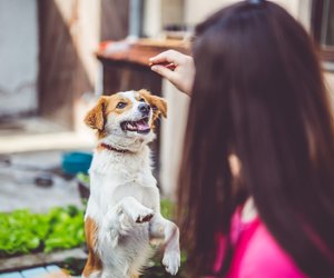 Dein Must-have für Hundetraining und Outdoor-Ausflüge: Leckerli-Tasche bei Amazon