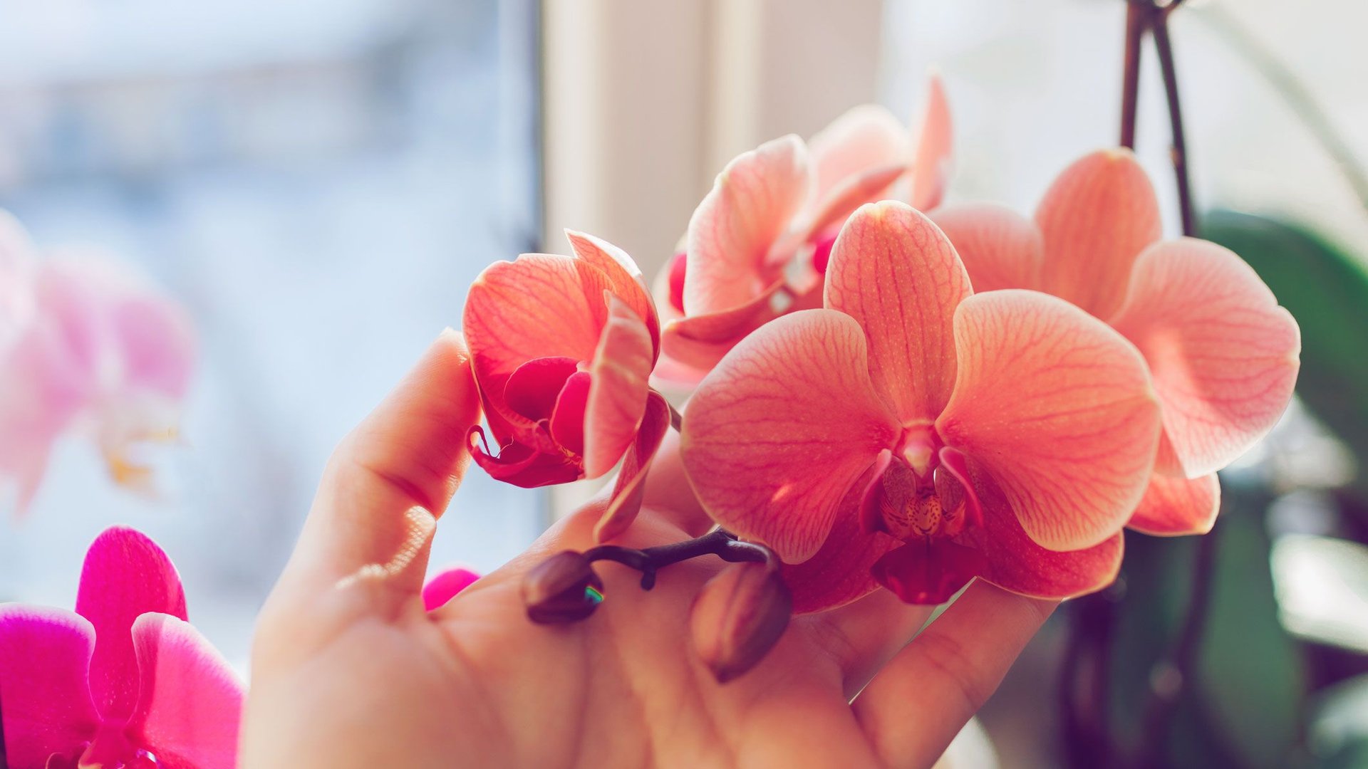 Im-Mai-bl-hen-Orchideen-besonders-sch-n-Dieses-Hausmittel-aus-der-K-che-sorgt-f-r-die-Extra-Bl-tenpracht-