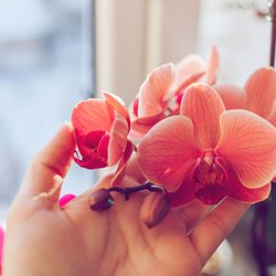 Kein teurer Dünger: Ein einfaches Hausmittel aus der Küche sorgt für die schönsten Orchideen-Blüten überhaupt!