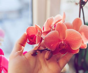 Im Mai blühen Orchideen besonders schön: Dieses Hausmittel aus der Küche sorgt für die Extra-Blütenpracht!