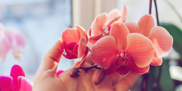 Kein teurer Dünger: Ein einfaches Hausmittel aus der Küche sorgt für die schönsten Orchideen-Blüten überhaupt!