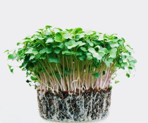 Kresse anpflanzen: Mit diesen Methoden ist es ganz leicht