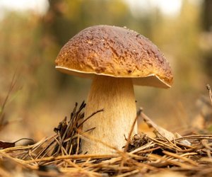 Gesunder Steinpilz: Positive Wirkungen von Steinpilzen