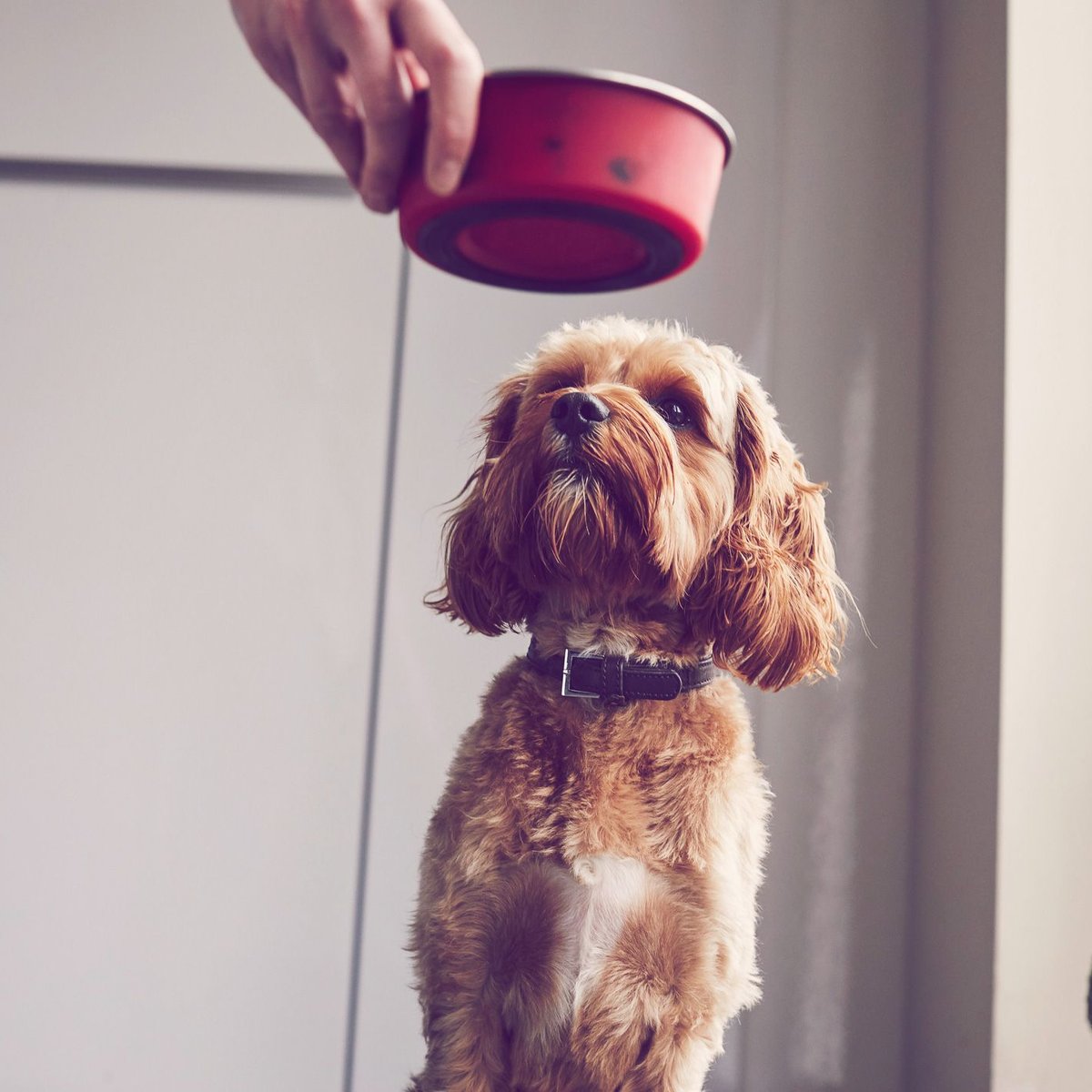 hochwertiges hundefutter nass Nassfutter Freeland Duck main image 0