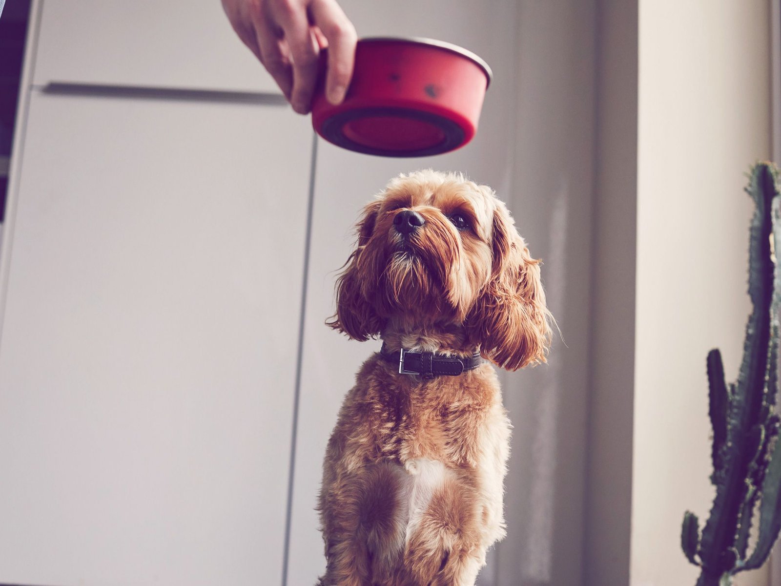 Es muss nicht das Teuerste sein: Diese Trocken-Hundefutter berzeugen im  ko-Test