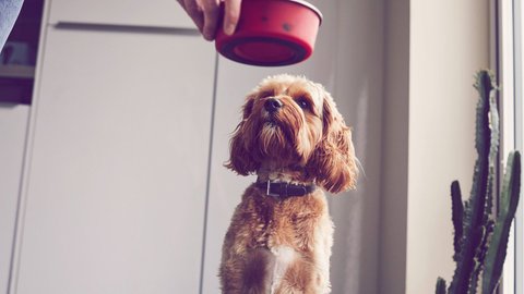 Es muss nicht das Teuerste sein: Diese Trocken-Hundefutter berzeugen im  ko-Test