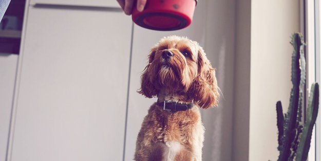 Welches Hundefutter ist das beste? Überraschende Ergebnisse von Öko-Test