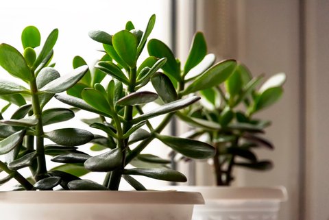 gummibaum abidjan Gummibaum kaufen - Ficus Elastica Abidjan Zimmerpflanze :27 H:110 cm