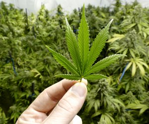 Weed Nails: Nailart mit echtem Cannabis