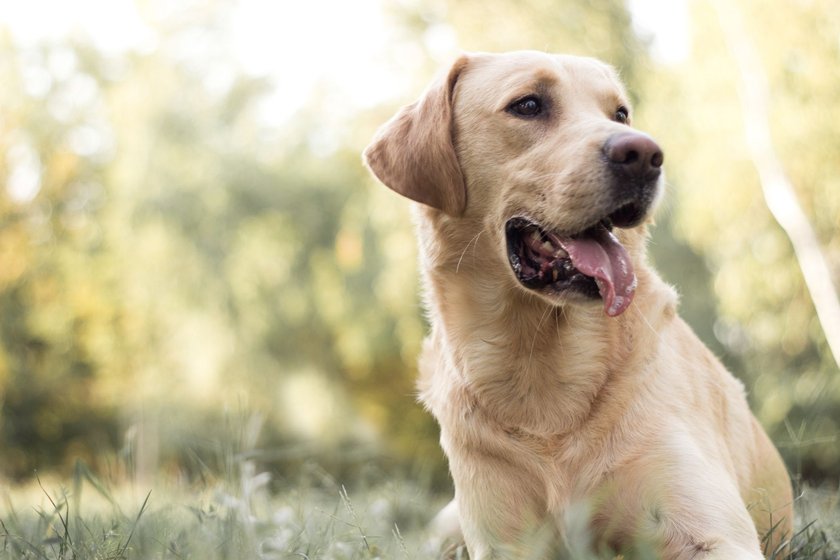 Labrador Retriever