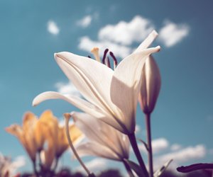 Ein simpler Küchenabfall lässt deine Lilien auch im September noch wunderschön blühen