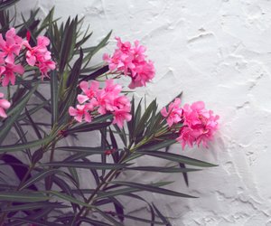 Wenn du dieses Hausmittel als Dünger nutzt, bekommt dein Oleander die schönsten Blüten