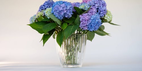 Traumdeutung Blumen: Welche Botschaft steckt dahinter?