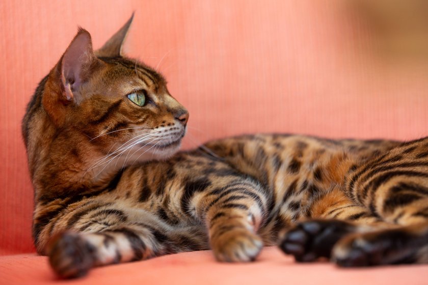 Bengalkatze