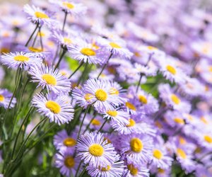 Duftet wie eine Blumenwiese im Sommer: Überrasche deine Mama zum Muttertag mit dieser Körpercreme