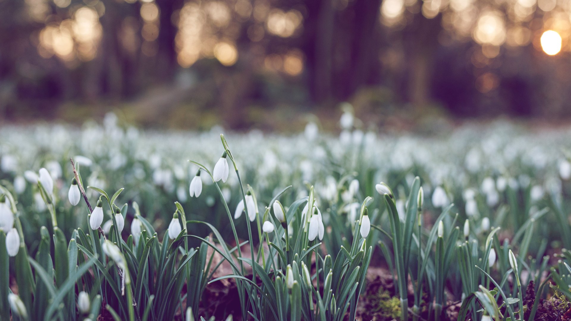 Frühlingsanfang 2024 Wann ist dieses Jahr Frühlingsbeginn?