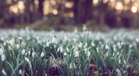 Frühlingsanfang 2024: Wann ist dieses Jahr Frühlingsbeginn?