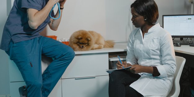 Tierarzt werden: Mit Fellnasen arbeiten und Geld verdienen