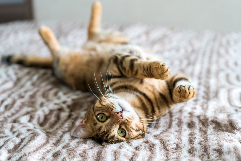 Bengalkatze