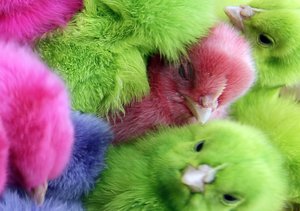 Die bunten Küken können mit verschiedenen Methoden eingefärbt werden. Die bunten Küken können mit verschiedenen Methoden eingefärbt werden.