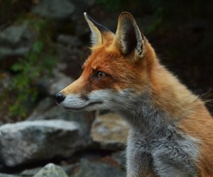 Traumdeutung Fuchs: Welche Botschaft verbirgt sich in diesem Tier?