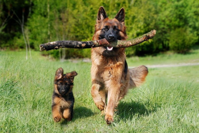 Zwei Schäferhunde toben über die Wiese